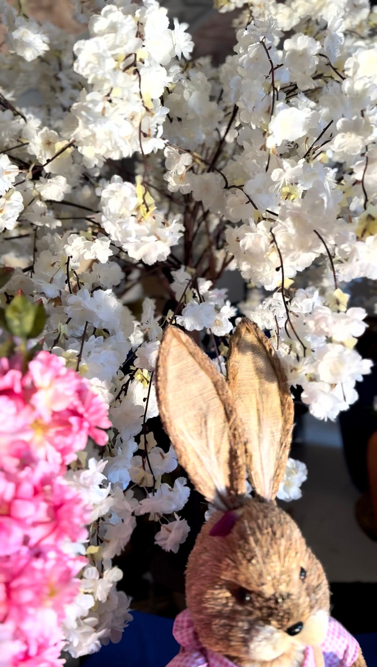 Drzewo wiśniowe sakura 140x150